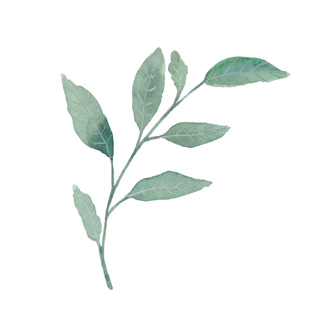 森系水彩绿植多肉植物叶子花卉婚礼海报装饰...