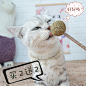 猫咪棒棒糖薄荷球博荷玩具磨牙棒啃咬用品小奶猫天木蓼袋装英短