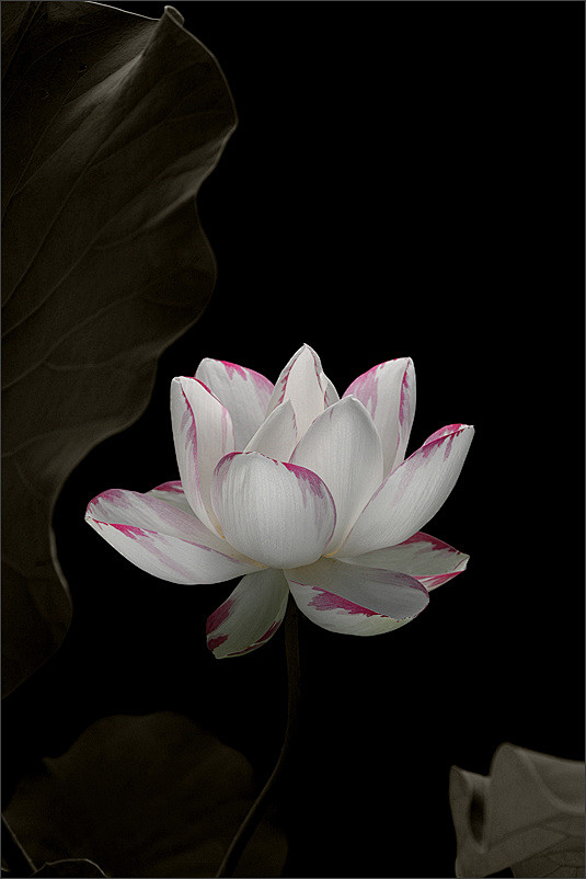 #微距# #鲜花# #荷花#