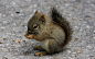 General 2560x1600 animals squirrel