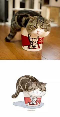 混子南木采集到猫咪