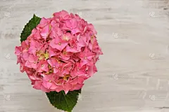 绣球花粉红色的花近距离米色破旧别致的背景。副本的空间。鲜花贺卡空白。春天粉红色花。花的背景