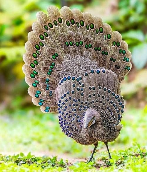 Pinterest