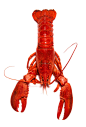 美味的大龙虾高清图片 - 素材中国16素材网