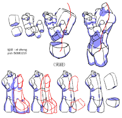 阿曜曜采集到◆骨架肌肉結構－軀幹