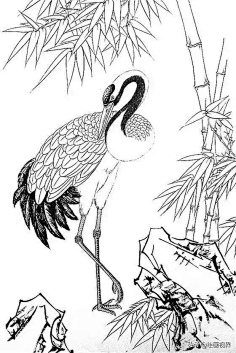 工笔白描-花瓣网|陪你做生活的设计师 | 白描白鹭作品欣赏