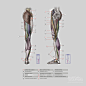 xlarge-Lower-limb-Anatomy-features-294.jpg