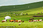 草原牧场蒙古包羊群牛群