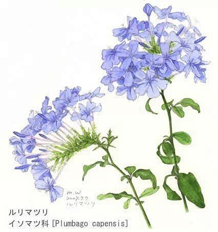 #水粉画#