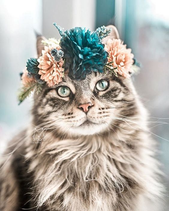 Cats, Dogs, Flowers:...