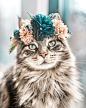 Cats, Dogs, Flowers: Unusual Photo Portraits of Beloved Pets – Livemaster