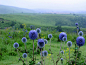 蓝刺头echinops sphaerocephalus linn.又被称为禹州漏芦