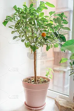 窗台上有室内花的花盆