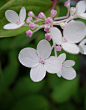 全部尺寸 | Hydrangea paniculata | Flickr - 相片分享！