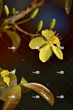 杏花 黄色的花 花壁纸 美丽的花朵 花朵 春天 花卉背景 自然