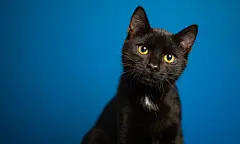 点击来源直接获取大图文件 |可爱小黑猫的肖像
