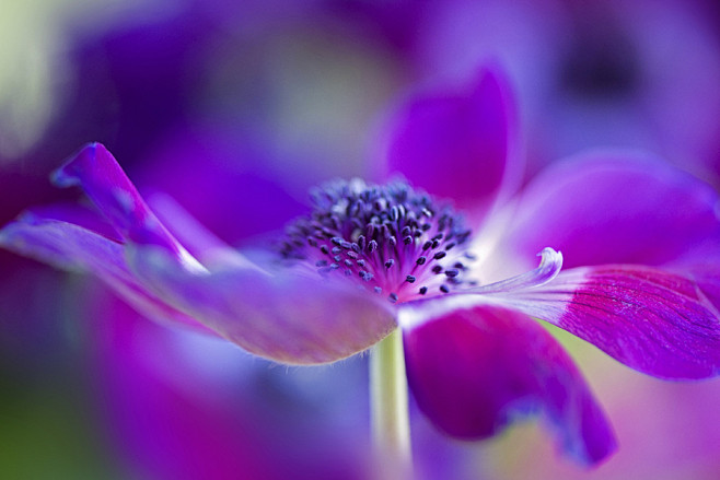 Photograph Windflowe...