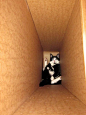 10 Cats That Just Found The Perfect Box: 