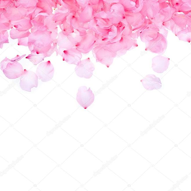 在白色背景上的粉红玫瑰花瓣