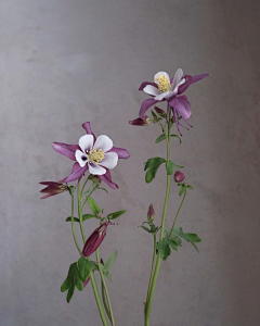 Amaranth2003采集到耧斗菜 Aquilegia