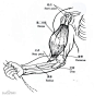 收集整理一组人体和动物的骨骼肌肉结构图_纹身吧_百度贴吧 #素描#