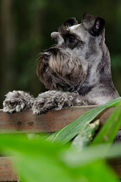 yana-z采集到Schnauzer