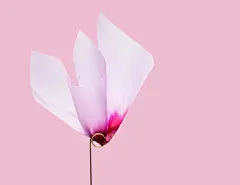 设计师 luka利用轻薄的透明纸创造出一件转瞬即逝但...