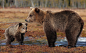 General 2048x1256 baby animals bears animals