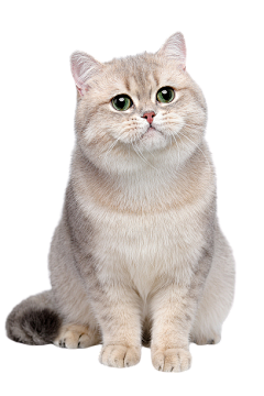 韩韩涵涵涵256247采集到猫