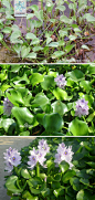 常用水生植物17种【园林植物设计】