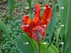 郁金香 鹦鹉郁金香 花壁纸 美丽的花朵 鹦鹉的郁金香 橙色的 早