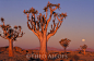 Quiver trees (Aloe dichotoma) at sunset with full moon, Namib Desert, Namibia