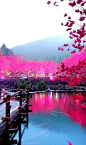 Lighted Cherry Blossom Lake in Sakura, Japan