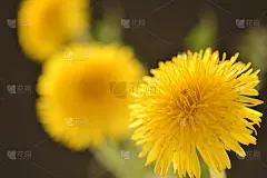 蒲公英的花
