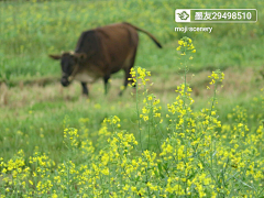 墨迹时景么么哒采集到花