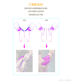 白桃半岛铁盒采集到肌肉