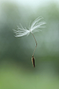 Iain Lawrie在 500px 上的照片dandelion fall