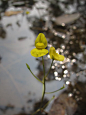 黄花狸藻（Utricularia aurea） 狸藻科狸藻属 种加词是“金色的”意思~但当我看到植物志上说这家伙又叫“水上一枝黄花”的时候...好零乱（喂，不是黄色的都是一枝黄花吧吧吧...)