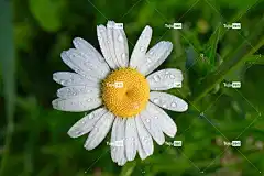 玛格丽特 花 花壁纸 自然 美丽的花朵 夏天 菌群 花卉背景