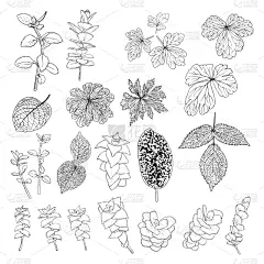 桉树,蕨类,叶子,自然,绘画插图,灌木,热带气候,森林,矢量