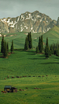 This may contain: a green pasture with trees and cows grazing in the distance, surrounded by snow - capped mountains