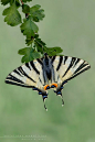 Zebra Swallowtail butterfly
#蝶#