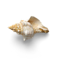 海星海螺贝壳珊瑚海马等 海洋生物主题 高清素材 109.png