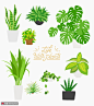 绿叶植物 龟背竹 手绘绿植 绿植插图插画设计PSD tid288t000494植物花卉素材下载-优图-UPPSD