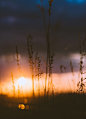 silhouette of grass under cloudy sky during orange sunset