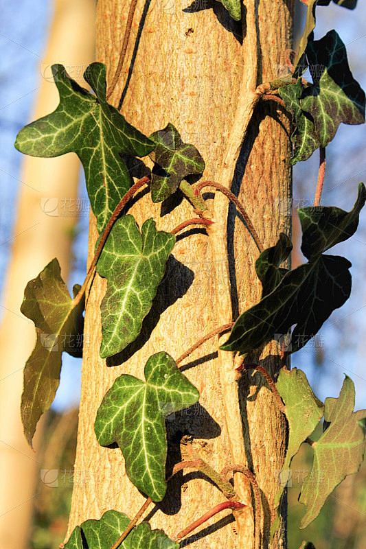 常青藤，也称常青藤或短常春藤(Hedera helix)，是五分树科常青藤属(Hedera)的一种。