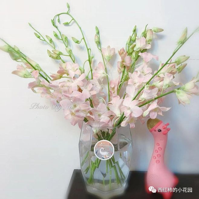 粉色千代兰