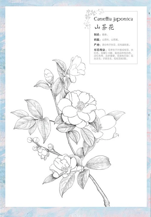 攻克线稿难题，用简洁干练的线条画出美好生活！-花瓣网