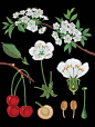 植物插画系列图集丨创意叶子草本花卉绘本绘画