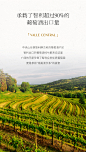 WINEBOSS 智利中央山谷产区 梅洛干红葡萄酒红酒单支-tmall.com天猫